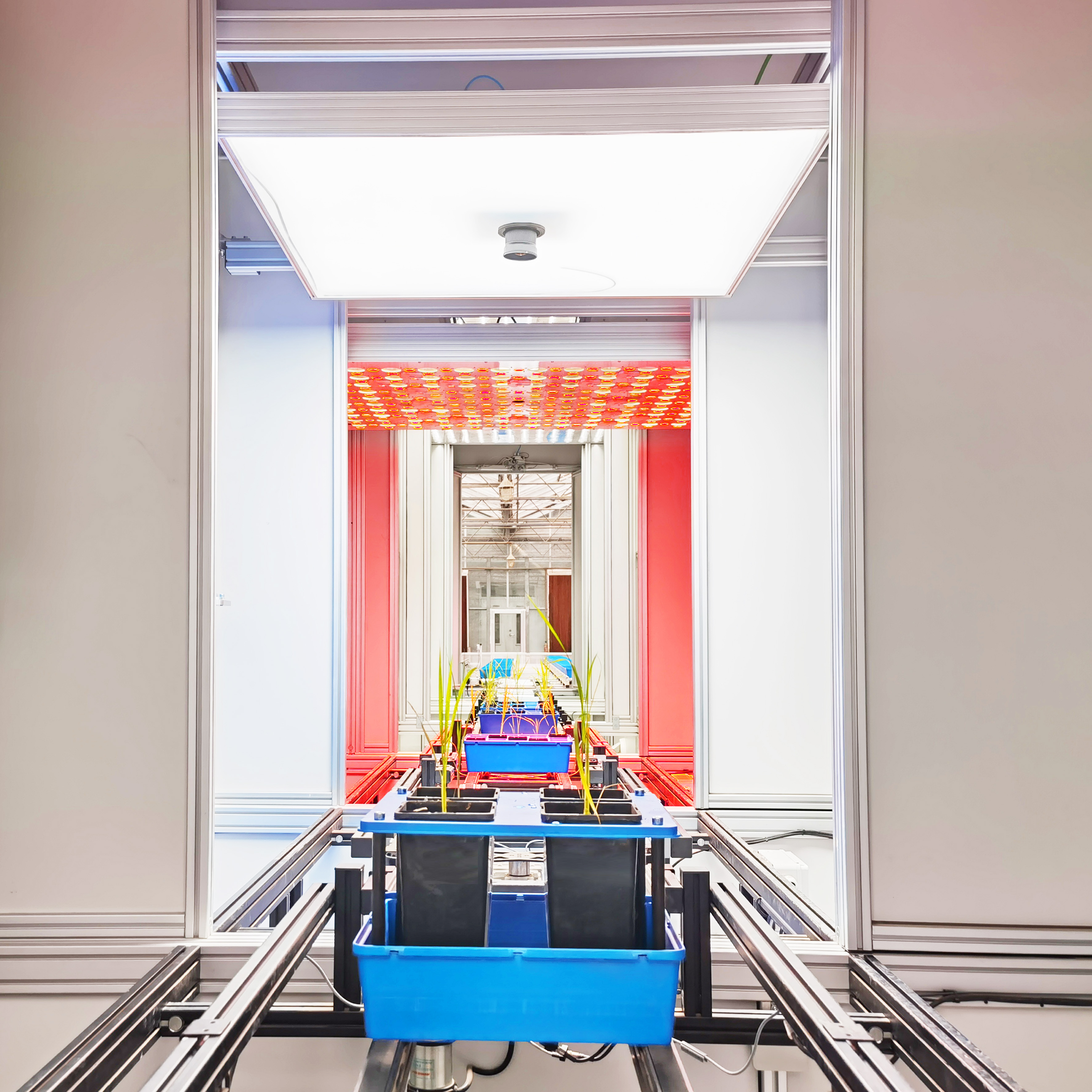 PlantScreen高通量植物表型成像分析平臺（傳送帶版）（二）