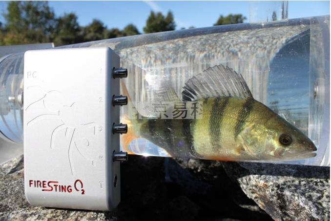 Aqua-RF水生動(dòng)物呼吸與能量代謝測(cè)量客戶定制方案